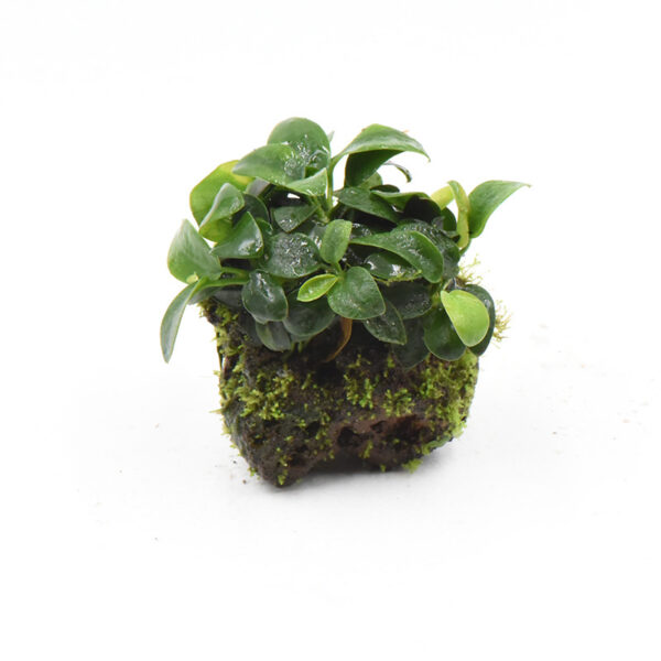 火山石定植水榕｜免底砂設計・低光耐陰水草：圖片 57