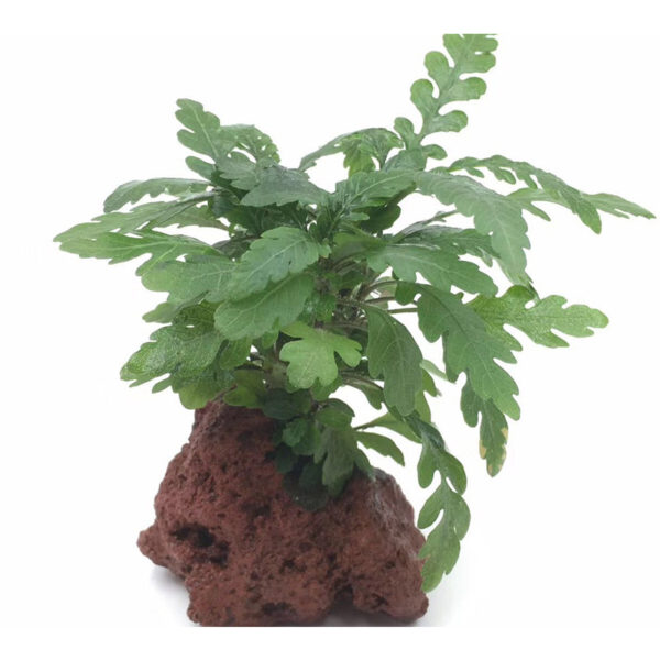 火山石定植水榕｜免底砂設計・低光耐陰水草：圖片 56
