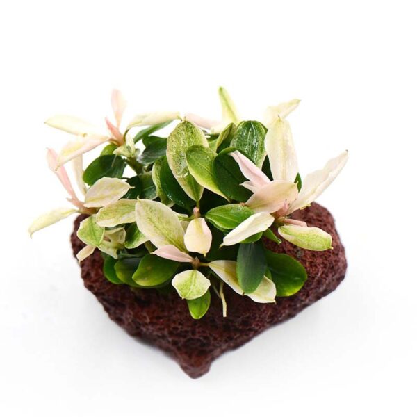 火山石定植水榕｜免底砂設計・低光耐陰水草：圖片 54