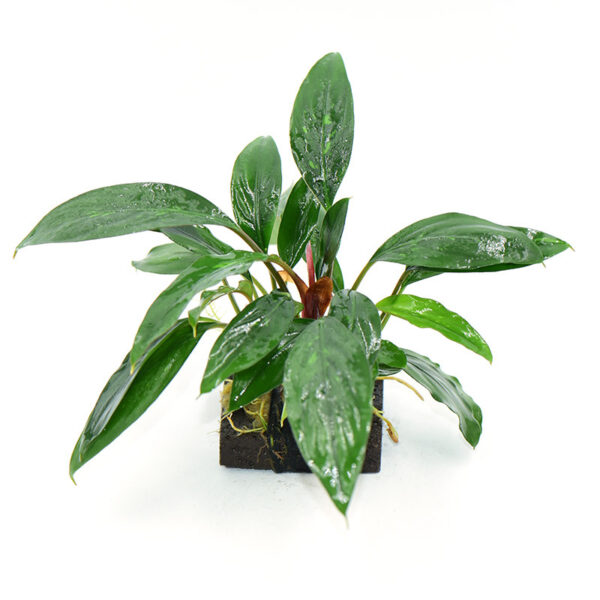 火山石定植水榕｜免底砂設計・低光耐陰水草：圖片 53