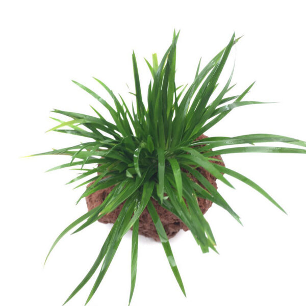 火山石定植水榕｜免底砂設計・低光耐陰水草：圖片 52