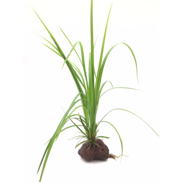 火山石定植水榕｜免底砂設計・低光耐陰水草：圖片 51