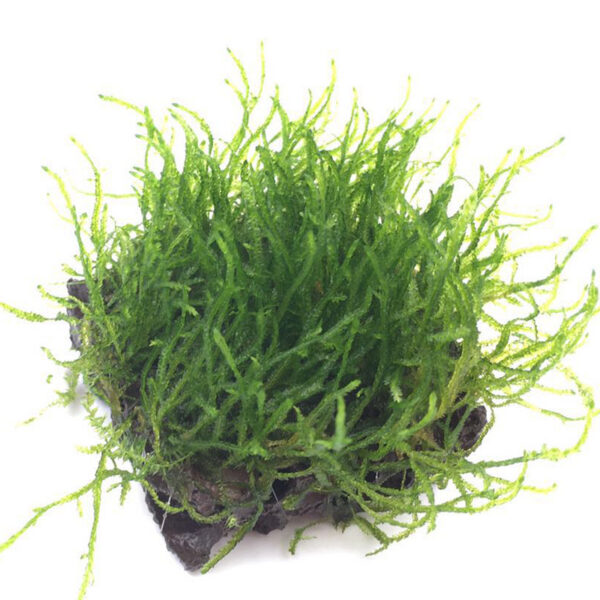 火山石定植水榕｜免底砂設計・低光耐陰水草：圖片 50