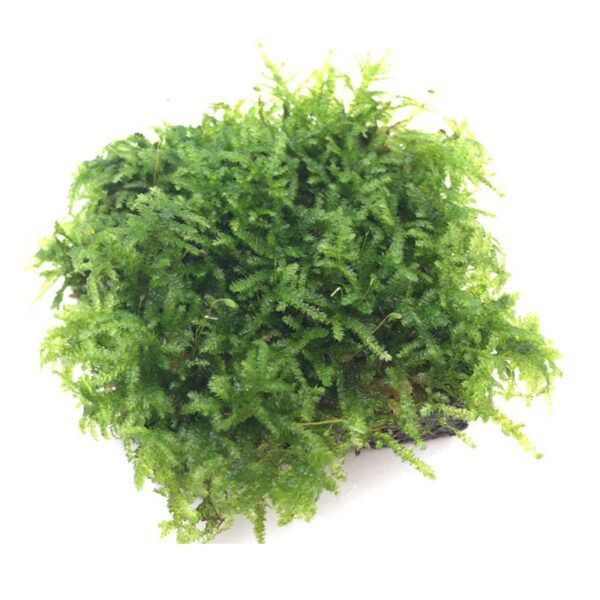 火山石定植水榕｜免底砂設計・低光耐陰水草：圖片 49