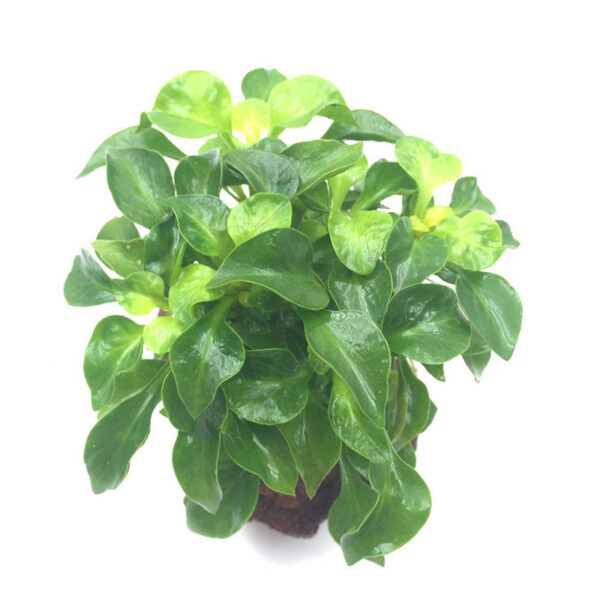火山石定植水榕｜免底砂設計・低光耐陰水草：圖片 48