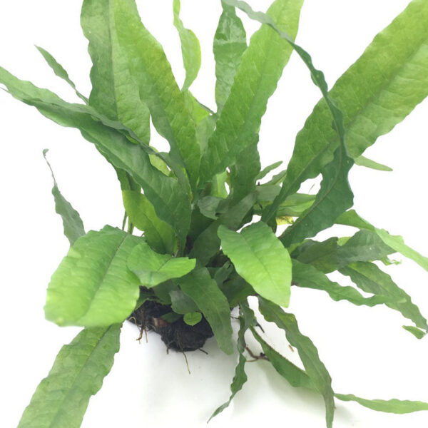 火山石定植水榕｜免底砂設計・低光耐陰水草：圖片 47
