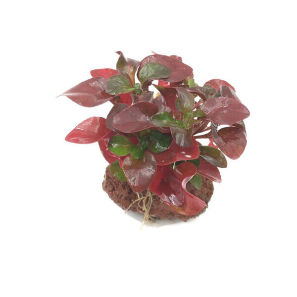 火山石定植水榕｜免底砂設計・低光耐陰水草：圖片 46