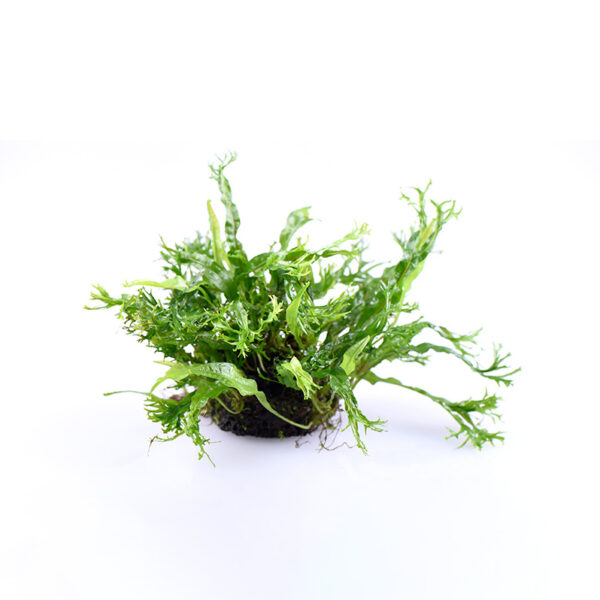 火山石定植水榕｜免底砂設計・低光耐陰水草：圖片 45