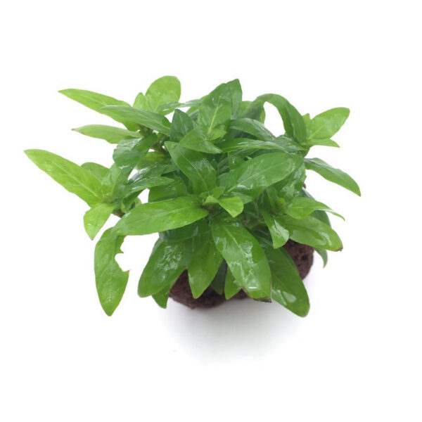 火山石定植水榕｜免底砂設計・低光耐陰水草：圖片 44