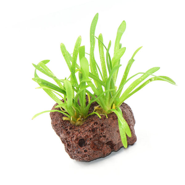 火山石定植水榕｜免底砂設計・低光耐陰水草：圖片 41