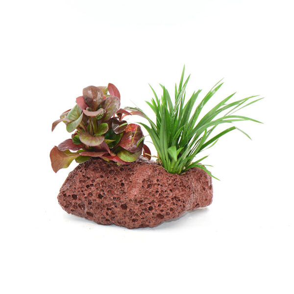 火山石定植水榕｜免底砂設計・低光耐陰水草：圖片 40