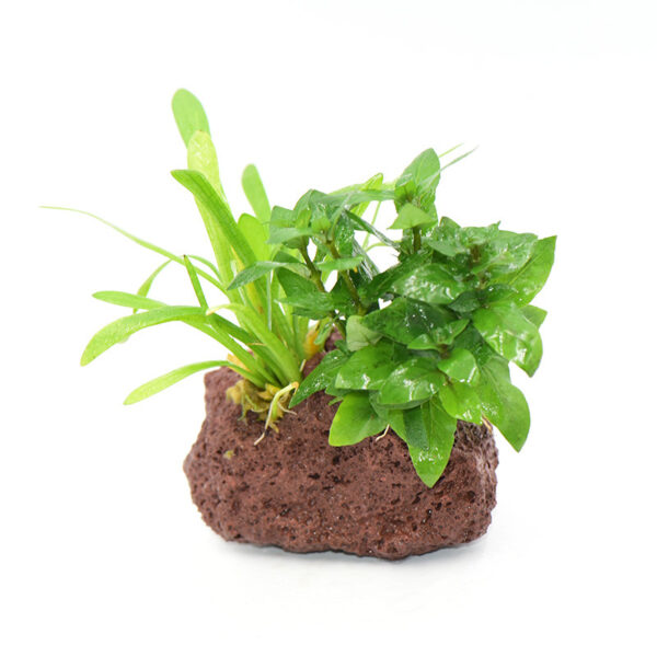 火山石定植水榕｜免底砂設計・低光耐陰水草：圖片 39
