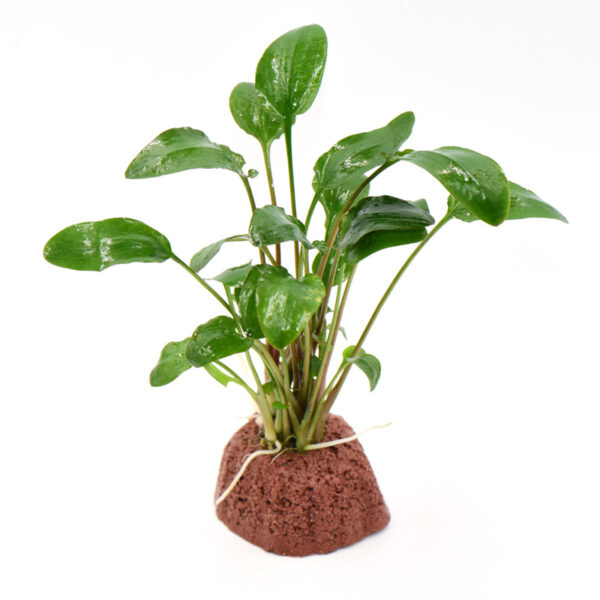 火山石定植水榕｜免底砂設計・低光耐陰水草：圖片 73