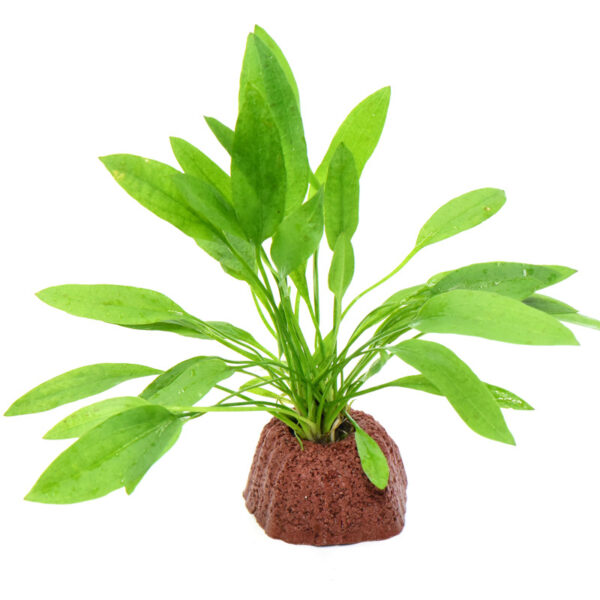 火山石定植水榕｜免底砂設計・低光耐陰水草：圖片 38