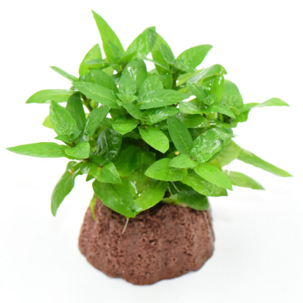 火山石定植水榕｜免底砂設計・低光耐陰水草：圖片 37