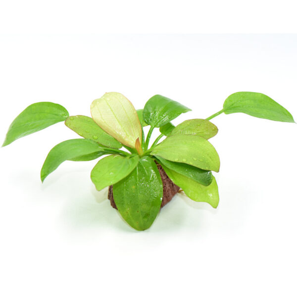 火山石定植水榕｜免底砂設計・低光耐陰水草：圖片 35
