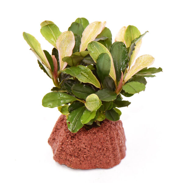 火山石定植水榕｜免底砂設計・低光耐陰水草：圖片 34