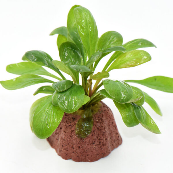 火山石定植水榕｜免底砂設計・低光耐陰水草：圖片 33