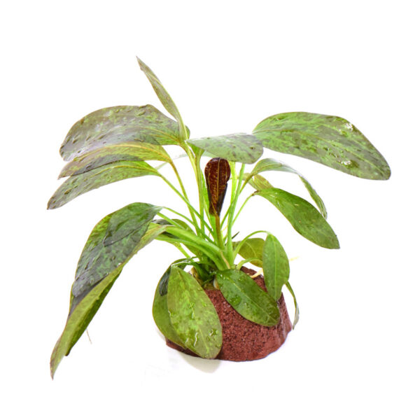 火山石定植水榕｜免底砂設計・低光耐陰水草：圖片 32