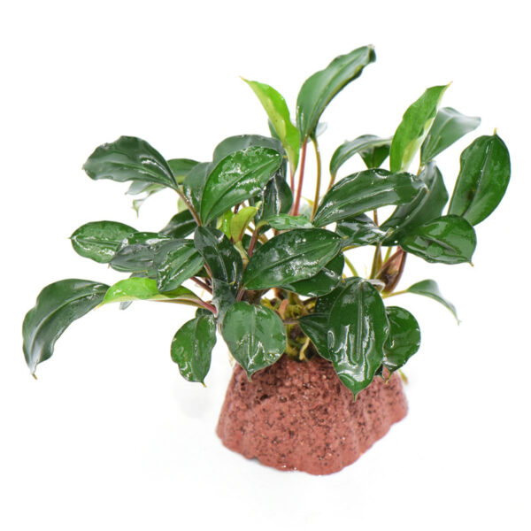 火山石定植水榕｜免底砂設計・低光耐陰水草：圖片 31