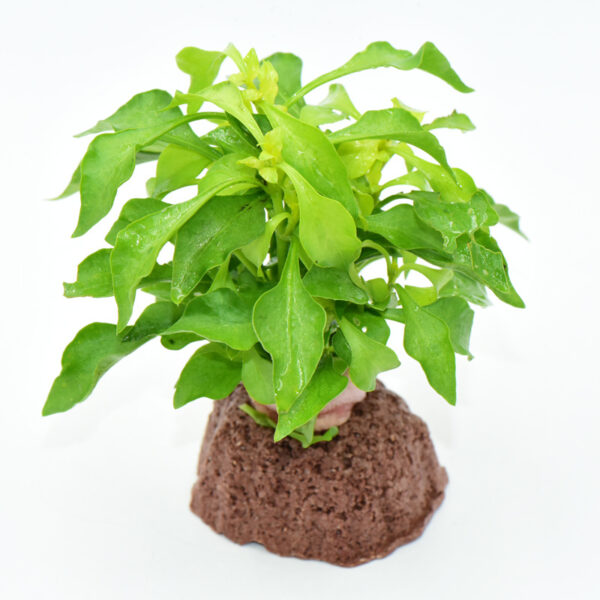 火山石定植水榕｜免底砂設計・低光耐陰水草：圖片 30