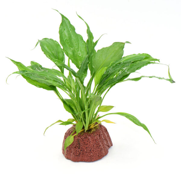 火山石定植水榕｜免底砂設計・低光耐陰水草：圖片 29