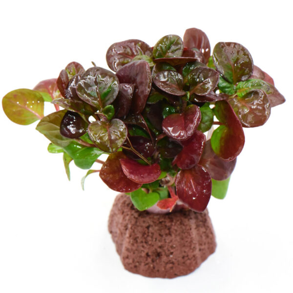 火山石定植水榕｜免底砂設計・低光耐陰水草：圖片 72