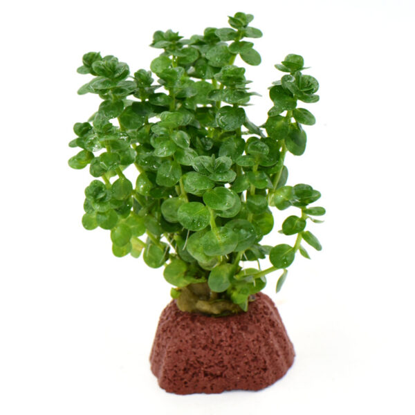 火山石定植水榕｜免底砂設計・低光耐陰水草：圖片 28