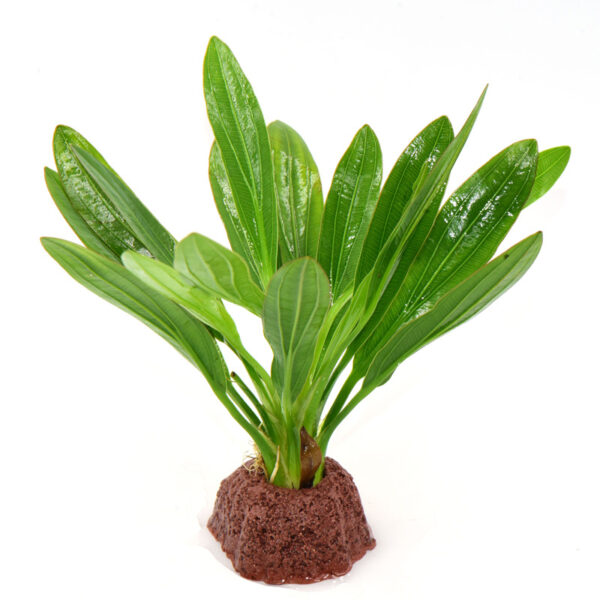 火山石定植水榕｜免底砂設計・低光耐陰水草：圖片 27
