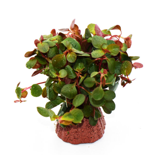 火山石定植水榕｜免底砂設計・低光耐陰水草：圖片 25
