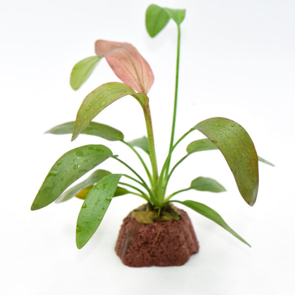 火山石定植水榕｜免底砂設計・低光耐陰水草：圖片 24