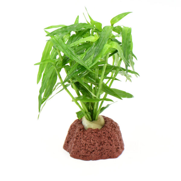 火山石定植水榕｜免底砂設計・低光耐陰水草：圖片 23