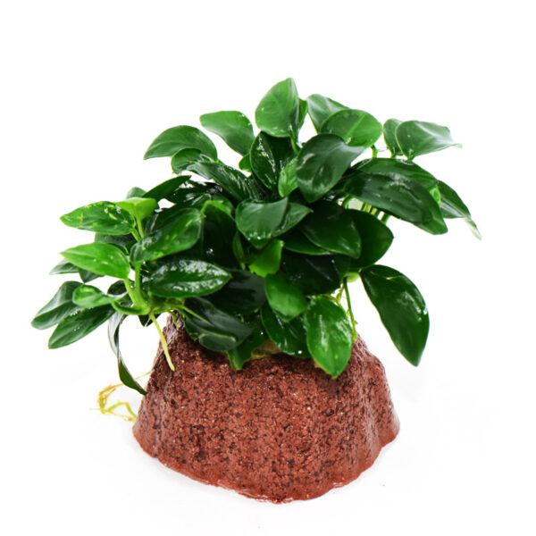 火山石定植水榕｜免底砂設計・低光耐陰水草：圖片 22