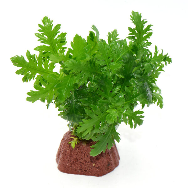 火山石定植水榕｜免底砂設計・低光耐陰水草：圖片 21