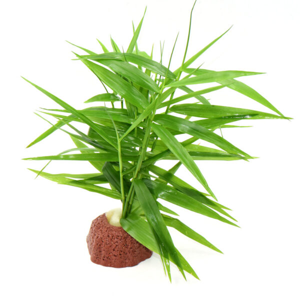 火山石定植水榕｜免底砂設計・低光耐陰水草：圖片 20