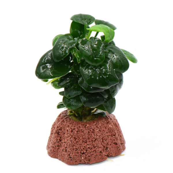 火山石定植水榕｜免底砂設計・低光耐陰水草：圖片 71