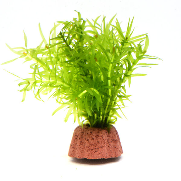 火山石定植水榕｜免底砂設計・低光耐陰水草：圖片 18