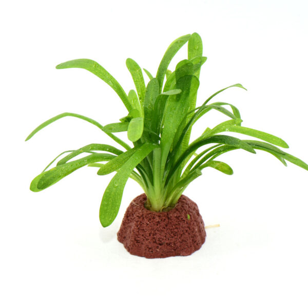 火山石定植水榕｜免底砂設計・低光耐陰水草：圖片 17