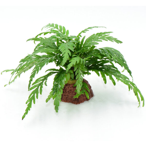 火山石定植水榕｜免底砂設計・低光耐陰水草：圖片 16