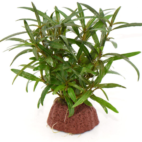 火山石定植水榕｜免底砂設計・低光耐陰水草：圖片 15