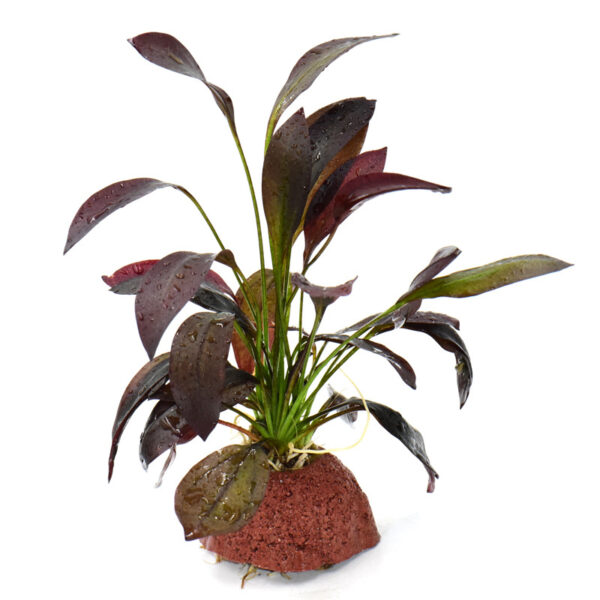 火山石定植水榕｜免底砂設計・低光耐陰水草：圖片 14