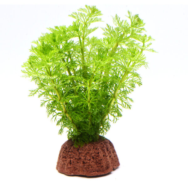 火山石定植水榕｜免底砂設計・低光耐陰水草：圖片 13