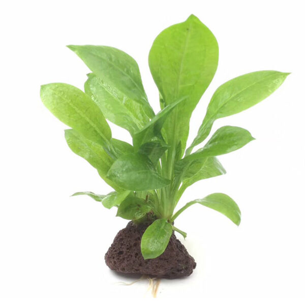 火山石定植水榕｜免底砂設計・低光耐陰水草：圖片 12