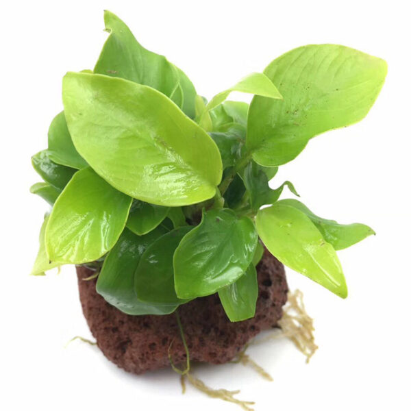 火山石定植水榕｜免底砂設計・低光耐陰水草：圖片 70