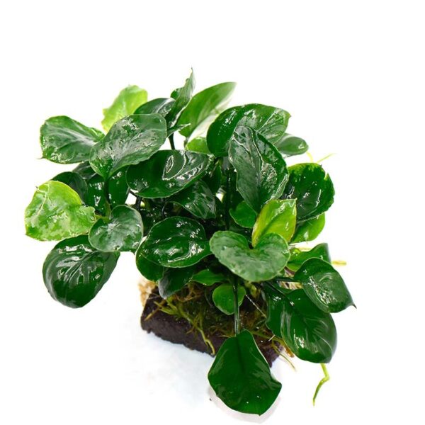 火山石定植水榕｜免底砂設計・低光耐陰水草：圖片 69