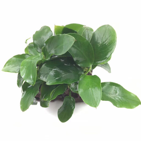 火山石定植水榕｜免底砂設計・低光耐陰水草：圖片 68