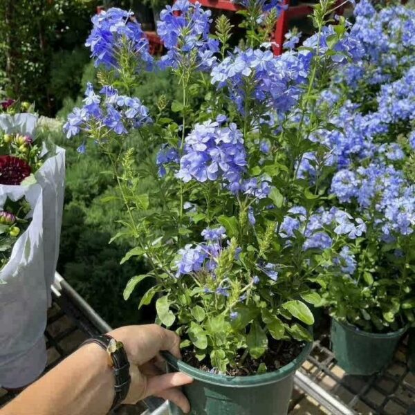 藍雪花（Plumbago auriculata）：圖片 6