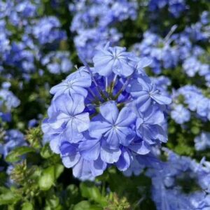 藍雪花(Plumbago auriculata)