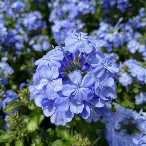 藍雪花（Plumbago auriculata）