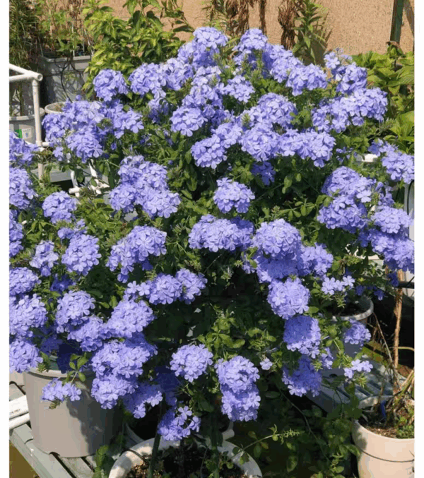 藍雪花（Plumbago auriculata）：圖片 4